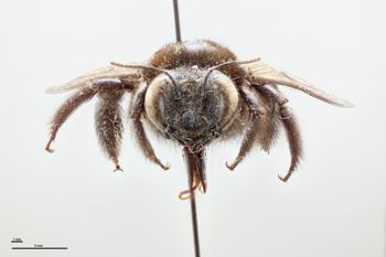 Media type: image;   Entomology 810655 Aspect: head frontal view